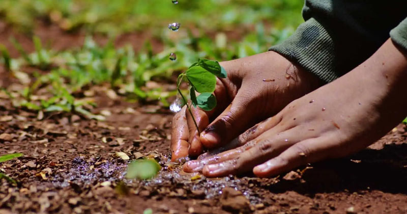 Trees Should Be Planted to Combat the Damage of Climate Change