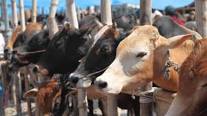 Cattle sales off to a slow start