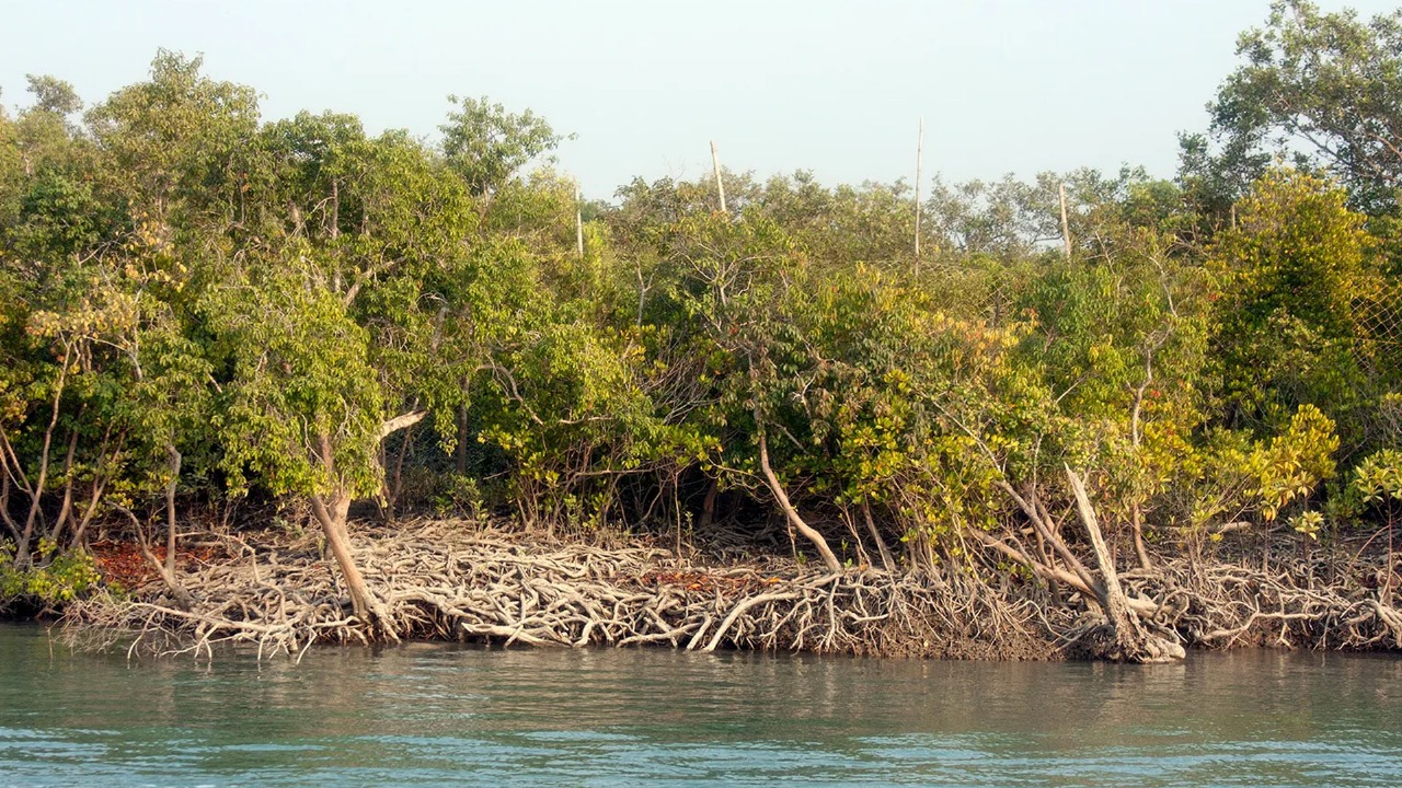 Sundarbans Threatened by Excessive Salinity