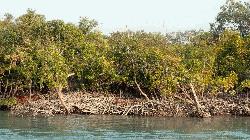 Sundarbans Threatened by Excessive Salinity